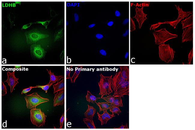 LDHB Antibody in Immunocytochemistry (ICC/IF)