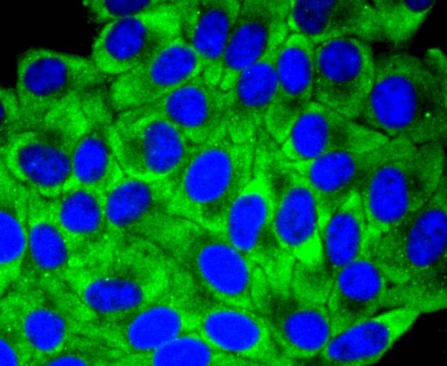 YBX1 Antibody in Immunocytochemistry (ICC/IF)