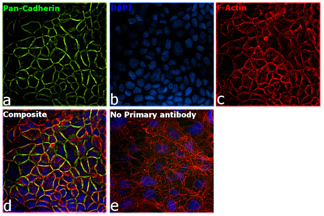 Pan-cadherin Antibody in Immunocytochemistry (ICC/IF)