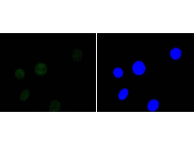 HDAC3 Antibody in Immunocytochemistry (ICC/IF)