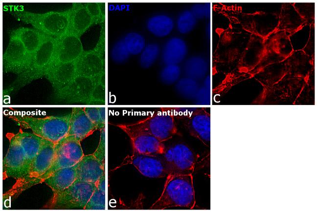 MST2 Antibody in Immunocytochemistry (ICC/IF)