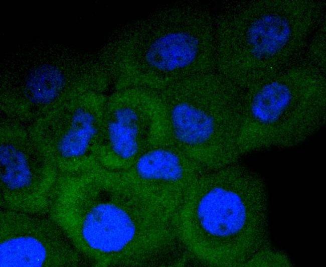 Protein APC Antibody in Immunocytochemistry (ICC/IF)