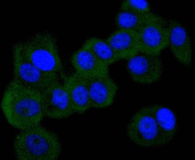 PKR Antibody in Immunocytochemistry (ICC/IF)