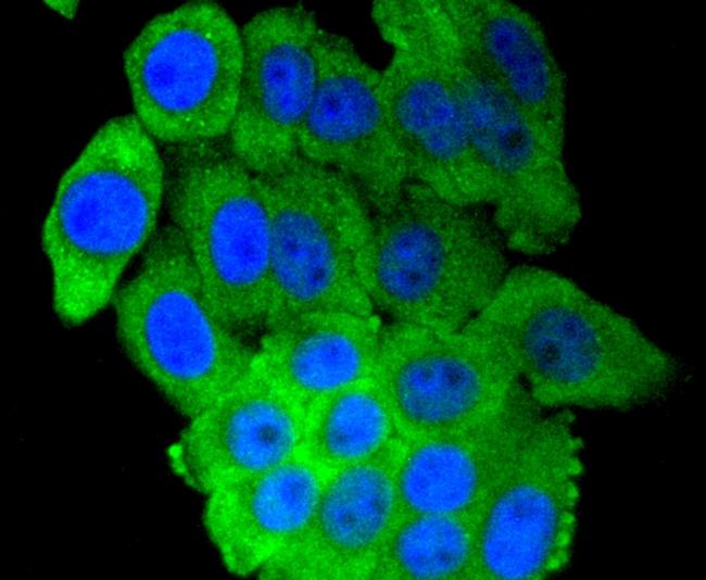 IRF7 Antibody in Immunocytochemistry (ICC/IF)