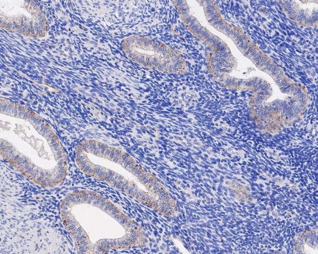 JAM-A (CD321) Antibody in Immunohistochemistry (Paraffin) (IHC (P))