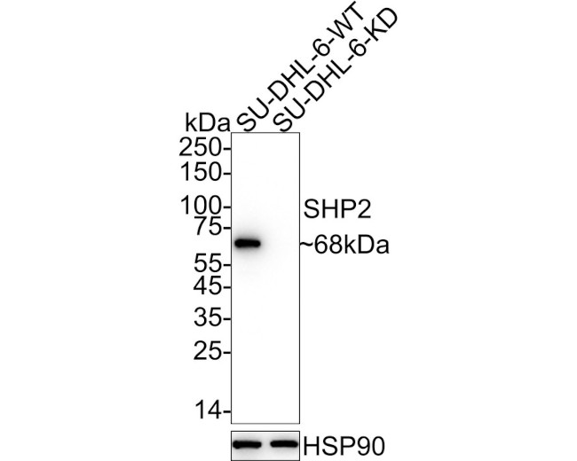 SHP2 Antibody in Immunohistochemistry (Paraffin) (IHC (P))