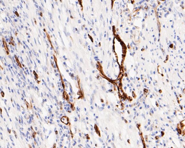 Phospho-TRIM28 (Ser824) Antibody in Immunohistochemistry (Paraffin) (IHC (P))