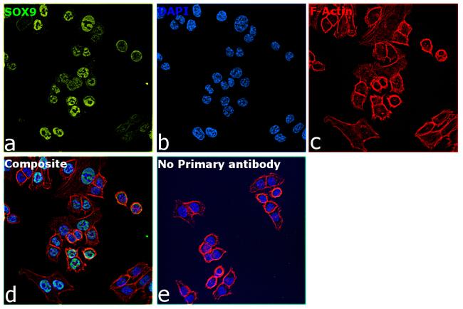 SOX9 Antibody in Immunocytochemistry (ICC/IF)