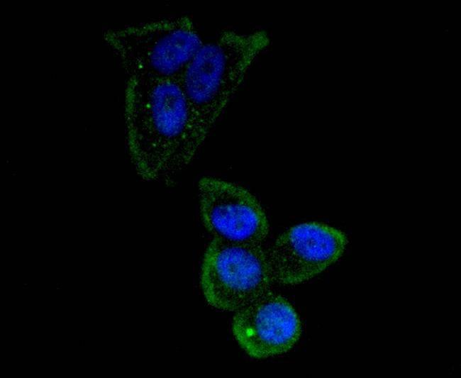 OCT4 Antibody in Immunocytochemistry (ICC/IF)