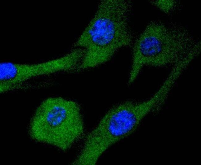 MEK2 Antibody in Immunocytochemistry (ICC/IF)