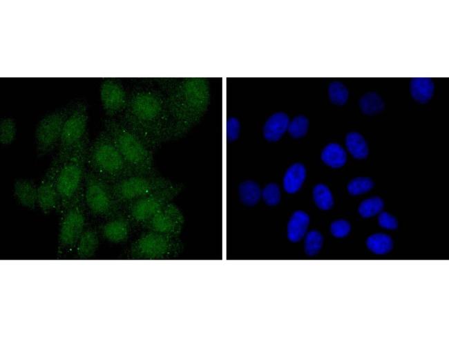 PAX5 Antibody in Immunocytochemistry (ICC/IF)