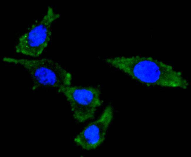 Cdc5L Antibody in Immunocytochemistry (ICC/IF)