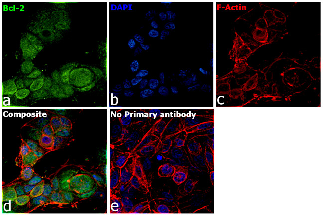 Bcl-2 Antibody in Immunocytochemistry (ICC/IF)