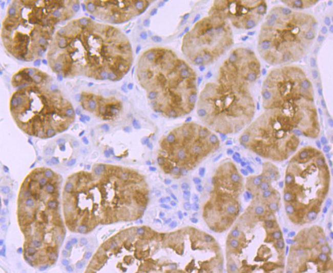 Golgi protein 58k Antibody in Immunohistochemistry (Paraffin) (IHC (P))