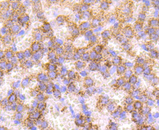 Catalase Antibody in Immunohistochemistry (Paraffin) (IHC (P))