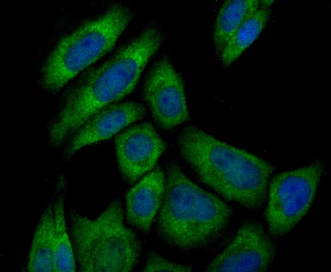 PUM1 Antibody in Immunocytochemistry (ICC/IF)