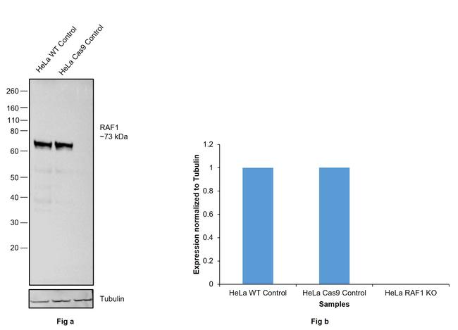 c-Raf Antibody in Western Blot (WB)