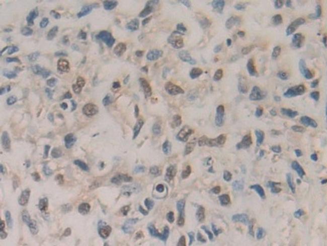 Amphiregulin Antibody in Immunohistochemistry (Paraffin) (IHC (P))