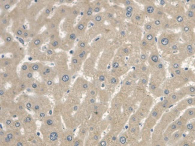 Cystatin C Antibody in Immunohistochemistry (Paraffin) (IHC (P))