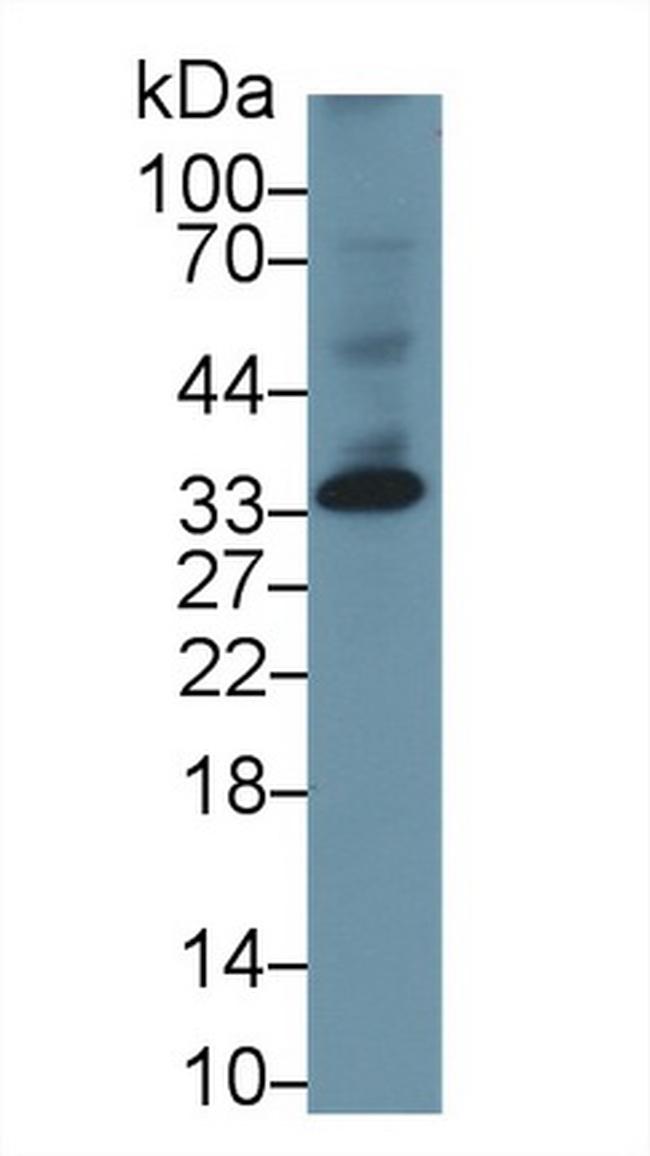 DKK1 Antibody in Western Blot (WB)