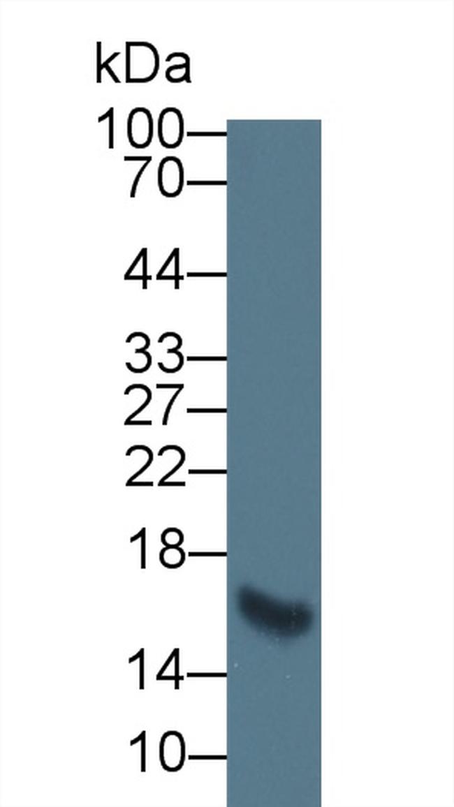 Elastin Antibody in Western Blot (WB)