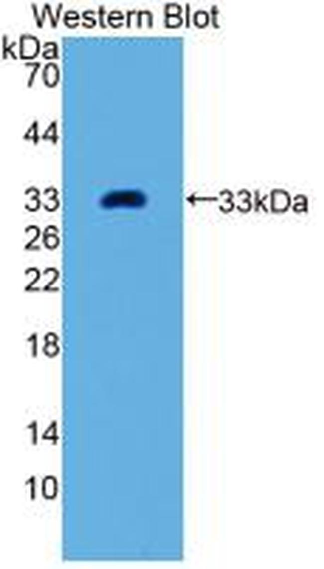 GDF11 Antibody in Western Blot (WB)