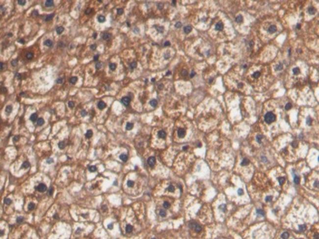 HPR Antibody in Immunohistochemistry (Paraffin) (IHC (P))