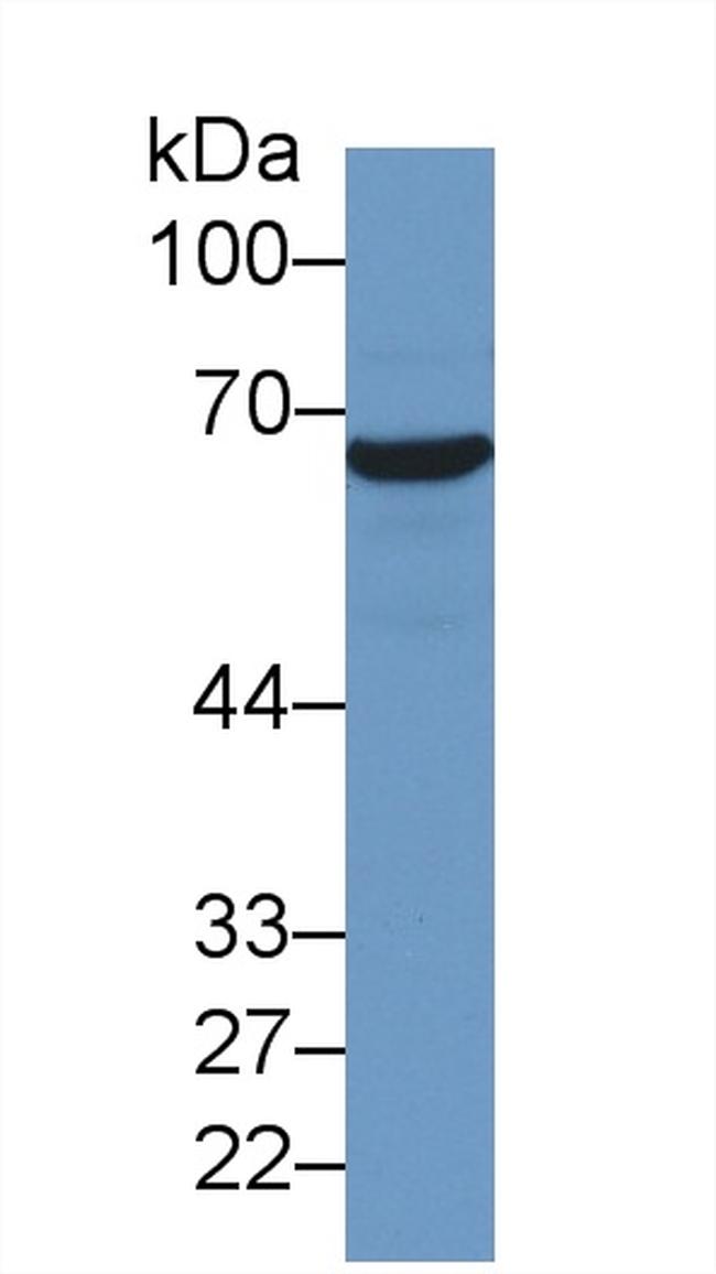 HSPA1A Antibody in Western Blot (WB)