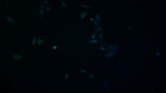 HSPA1A Antibody in Immunocytochemistry (ICC/IF)