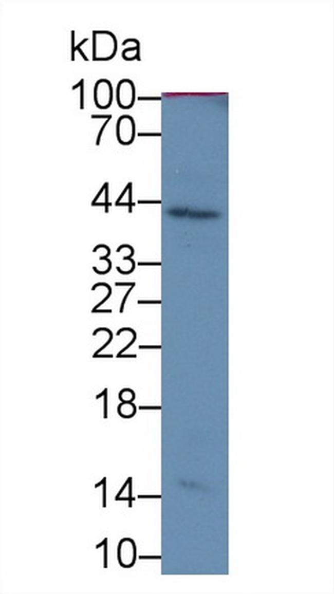 IGF1 Antibody in Western Blot (WB)