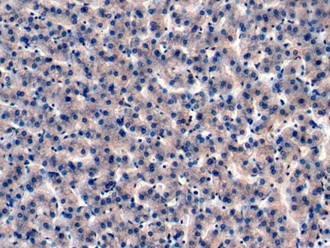 IGFBP4 Antibody in Immunohistochemistry (Paraffin) (IHC (P))