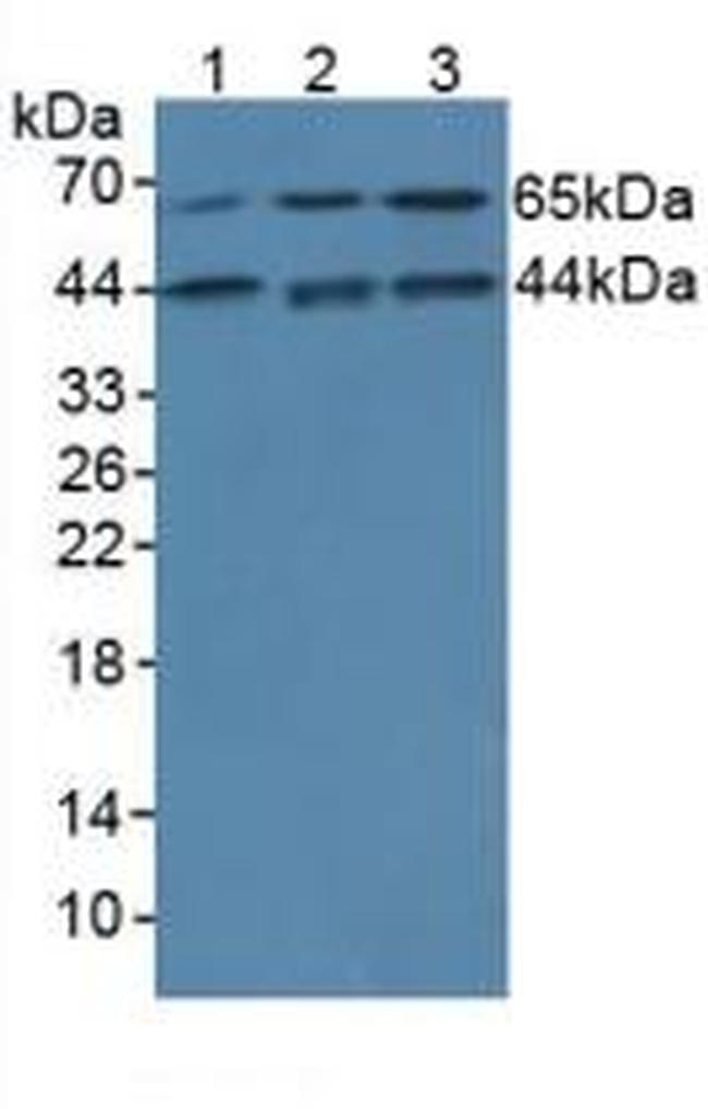 IL-1 alpha Antibody in Western Blot (WB)