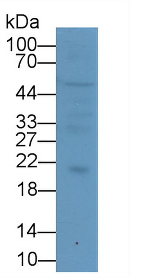 IL-10 Antibody in Western Blot (WB)