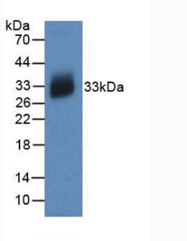 IL-12 p35 Antibody in Western Blot (WB)