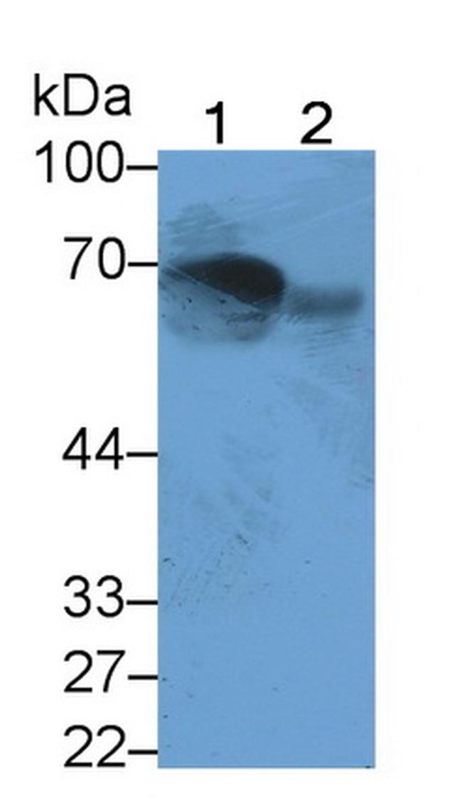 MASP2 Antibody in Western Blot (WB)