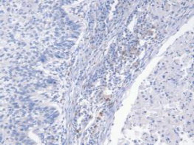 NRG4 Antibody in Immunohistochemistry (Paraffin) (IHC (P))