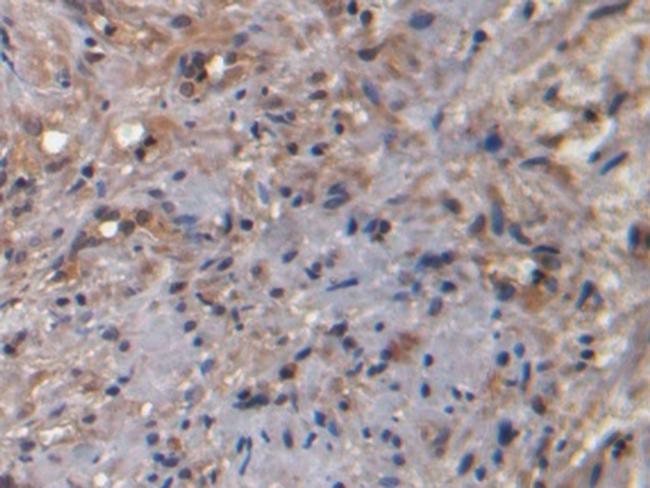 Neurokinin A Antibody in Immunohistochemistry (Paraffin) (IHC (P))