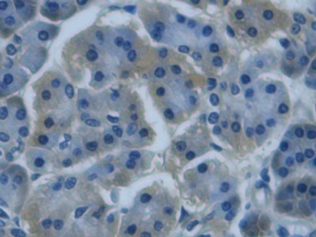 REG3G Antibody in Immunohistochemistry (Paraffin) (IHC (P))