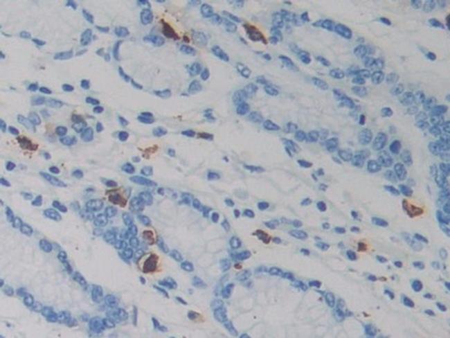 Resistin Antibody in Immunohistochemistry (Paraffin) (IHC (P))