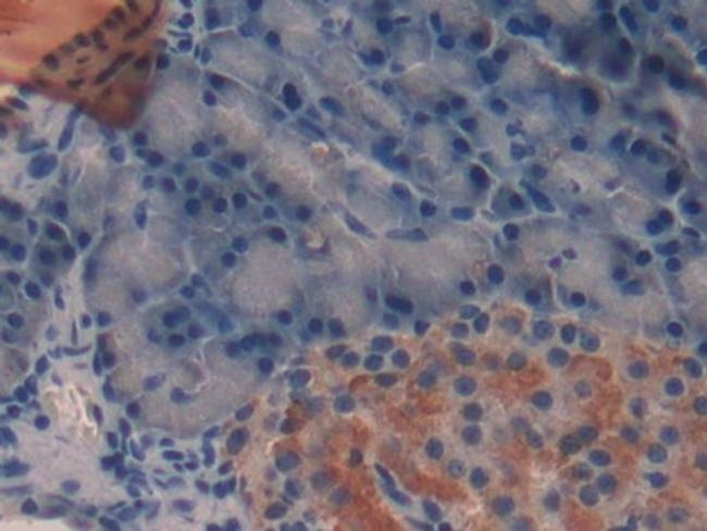 TFF2 Antibody in Immunohistochemistry (Paraffin) (IHC (P))