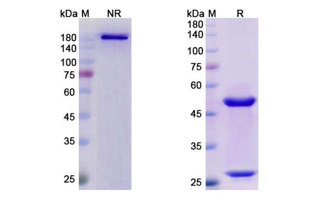 Abagovomab Antibody in SDS-PAGE (SDS-PAGE)