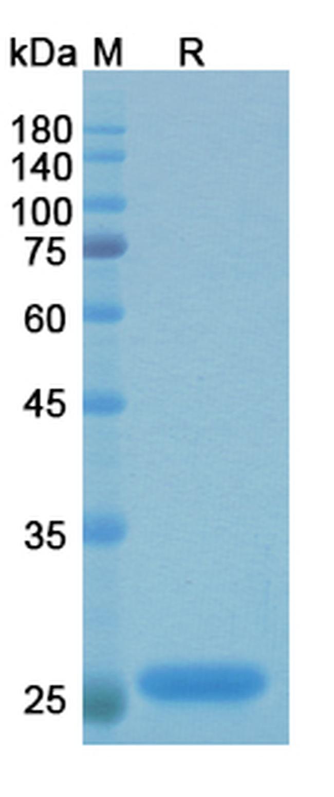 Efungumab Antibody in SDS-PAGE (SDS-PAGE)