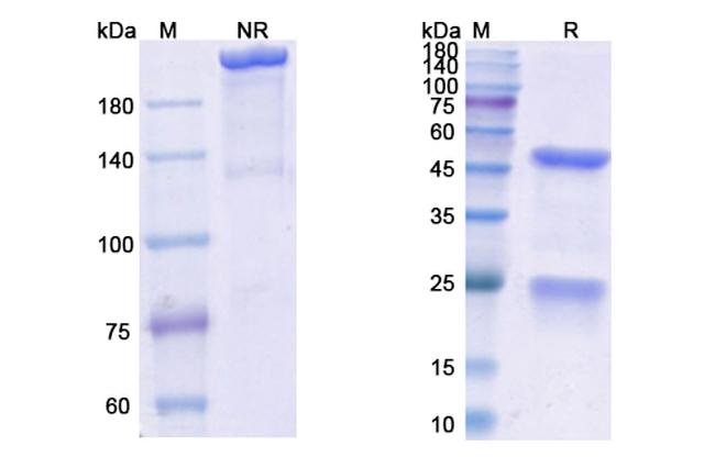 Enavatuzumab Humanized Antibody in SDS-PAGE (SDS-PAGE)