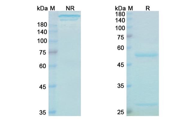 Bezlotoxumab Antibody in SDS-PAGE (SDS-PAGE)