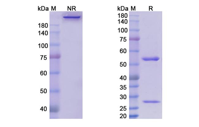 Enoticumab Antibody in SDS-PAGE (SDS-PAGE)