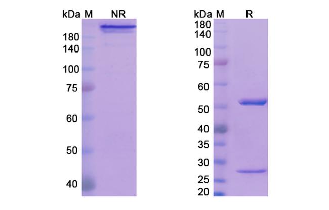 Ozanezumab Humanized Antibody in SDS-PAGE (SDS-PAGE)