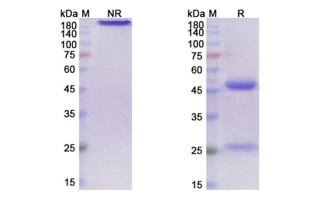 Ontuxizumab Chimeric Antibody in SDS-PAGE (SDS-PAGE)