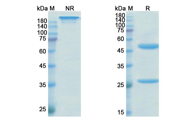 Emicizumab Humanized Antibody in SDS-PAGE (SDS-PAGE)