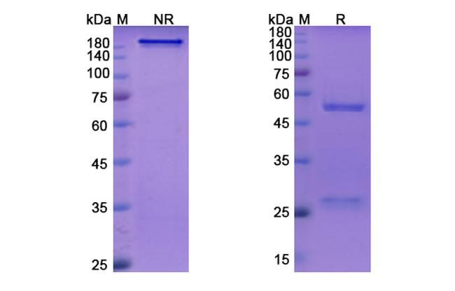 Ontamalimab Antibody in SDS-PAGE (SDS-PAGE)