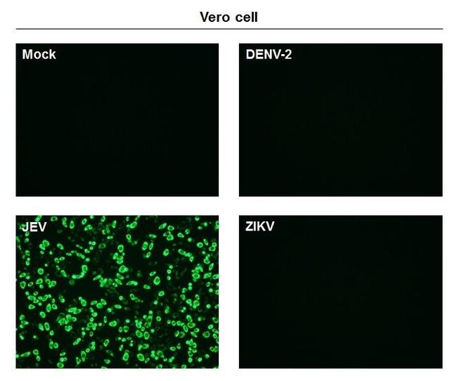 Japanese Encephalitis Virus NS1 Antibody in Immunocytochemistry (ICC/IF)